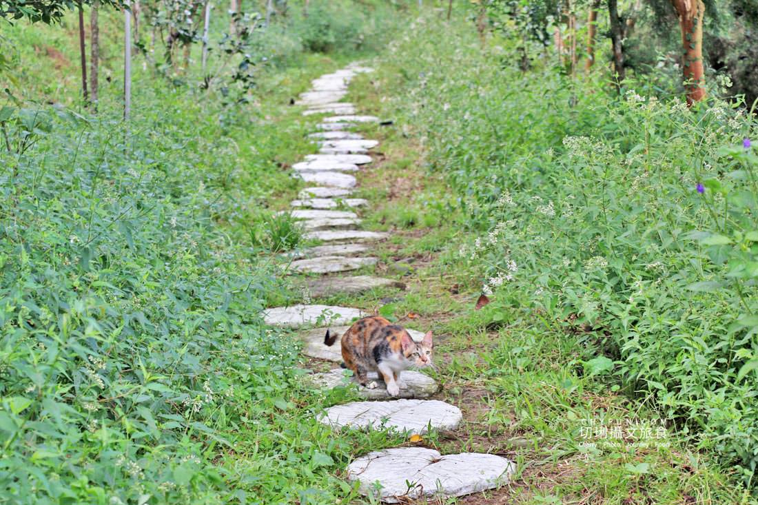 嘉義｜中埔旅遊六景點七美食三日，大人放鬆遛孩放電玩