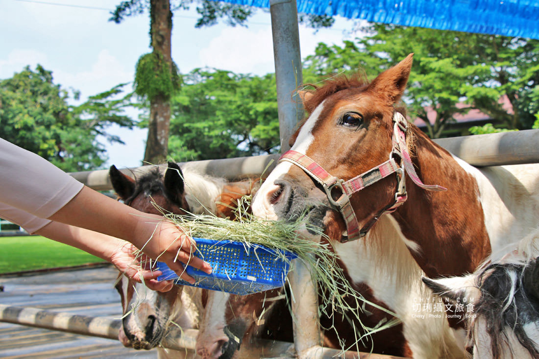 嘉義｜中埔旅遊六景點七美食三日，大人放鬆遛孩放電玩