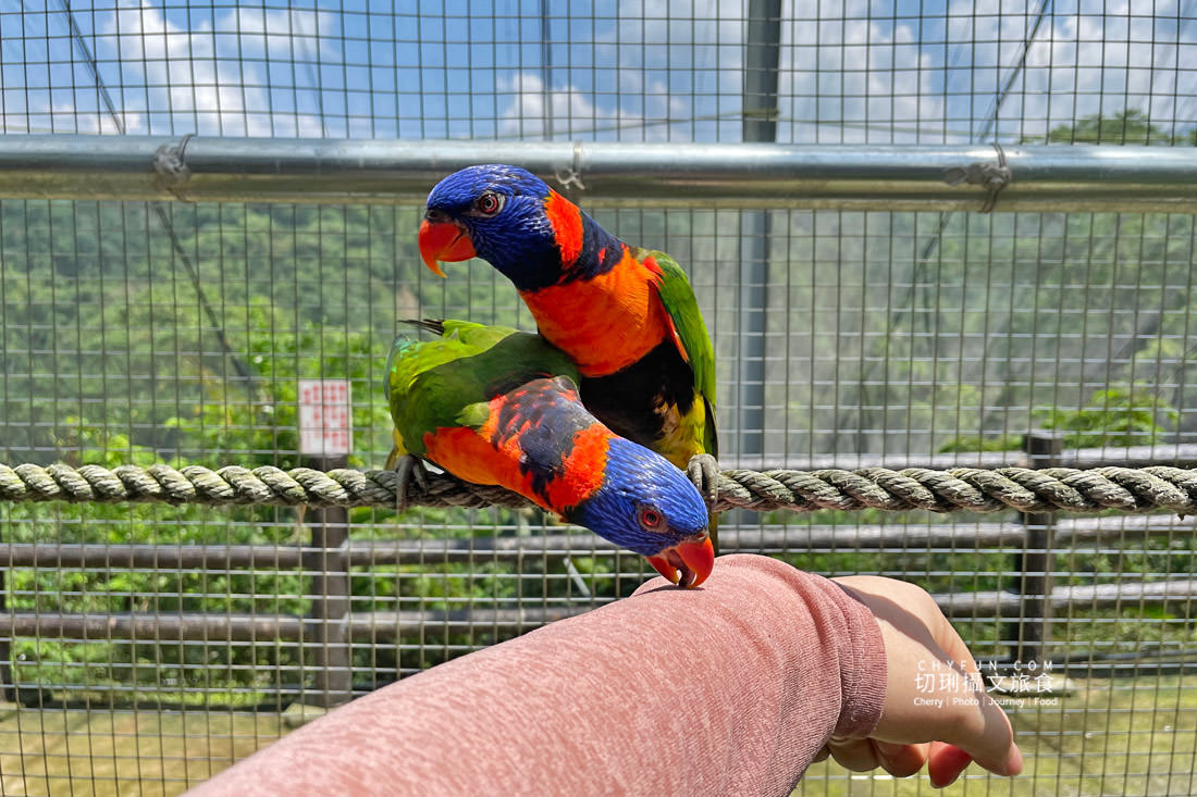 嘉義｜中埔旅遊六景點七美食三日，大人放鬆遛孩放電玩