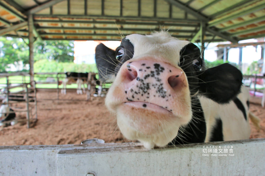 嘉義｜中埔旅遊六景點七美食三日，大人放鬆遛孩放電玩