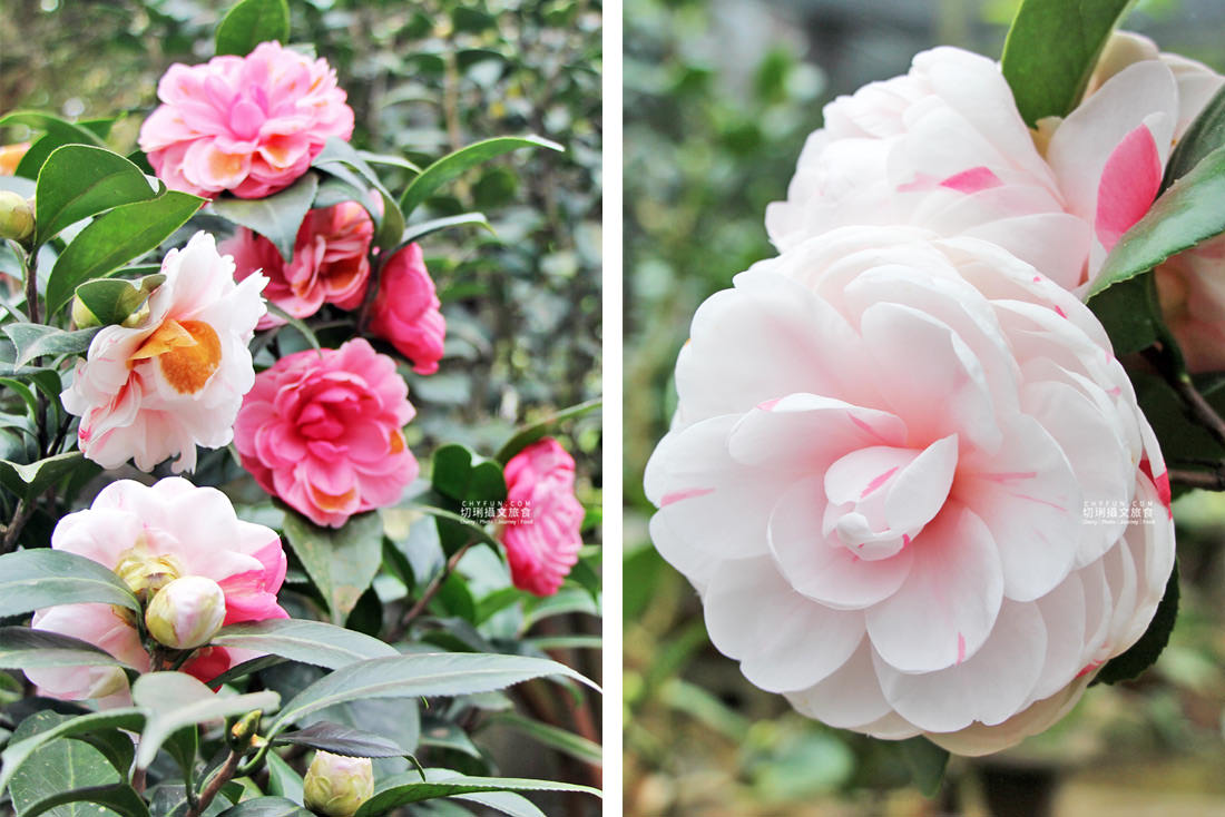 嘉義｜中埔旅遊六景點七美食三日，大人放鬆遛孩放電玩