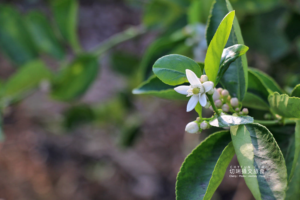 彰化｜走訪八卦山咖啡產地到阿束社看景，聽國村青農栽培得獎咖啡生豆