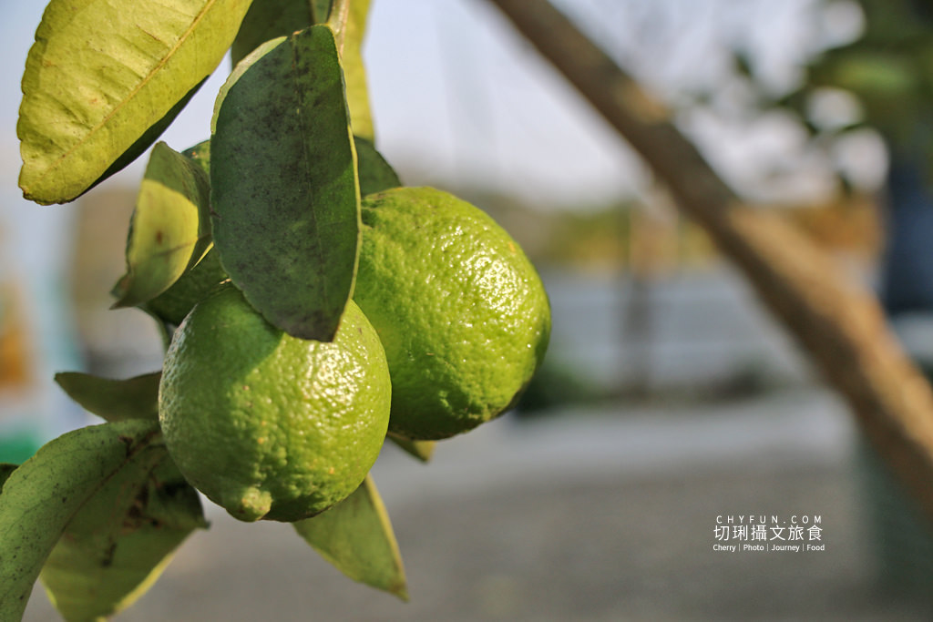 彰化｜走訪八卦山咖啡產地到阿束社看景，聽國村青農栽培得獎咖啡生豆
