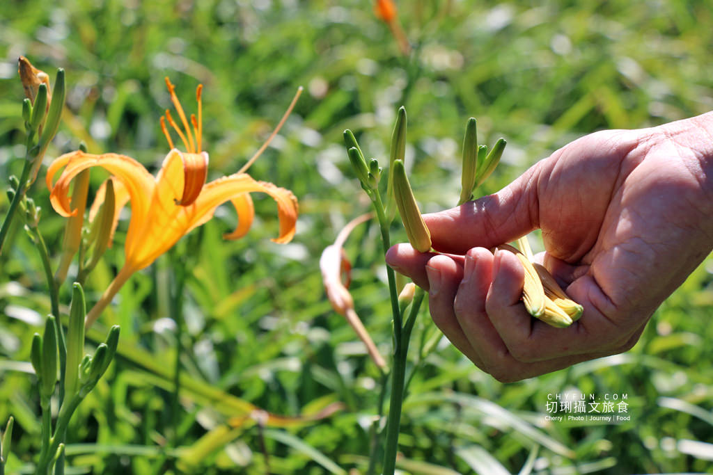六十石山金針花兩天一夜26＿益順採金針花