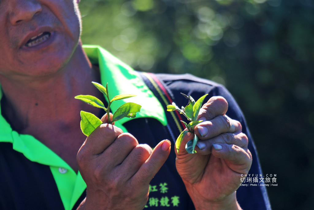六十石山金針花兩天一夜29＿龍安製茶廠採茶品茗