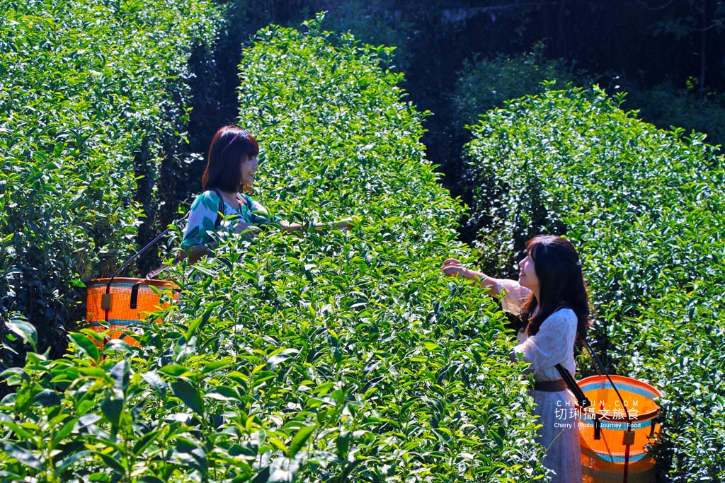 六十石山金針花兩天一夜30＿龍安製茶廠採茶品茗