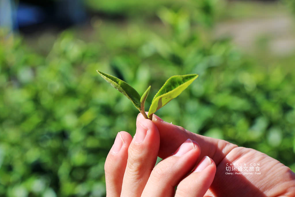 六十石山金針花兩天一夜31＿龍安製茶廠採茶品茗