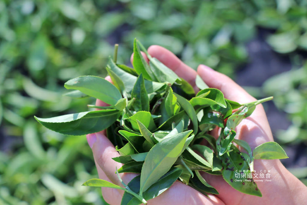 六十石山金針花兩天一夜33＿龍安製茶廠採茶品茗