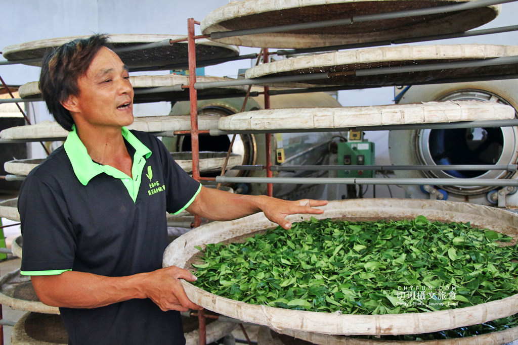 六十石山金針花兩天一夜34＿龍安製茶廠採茶品茗