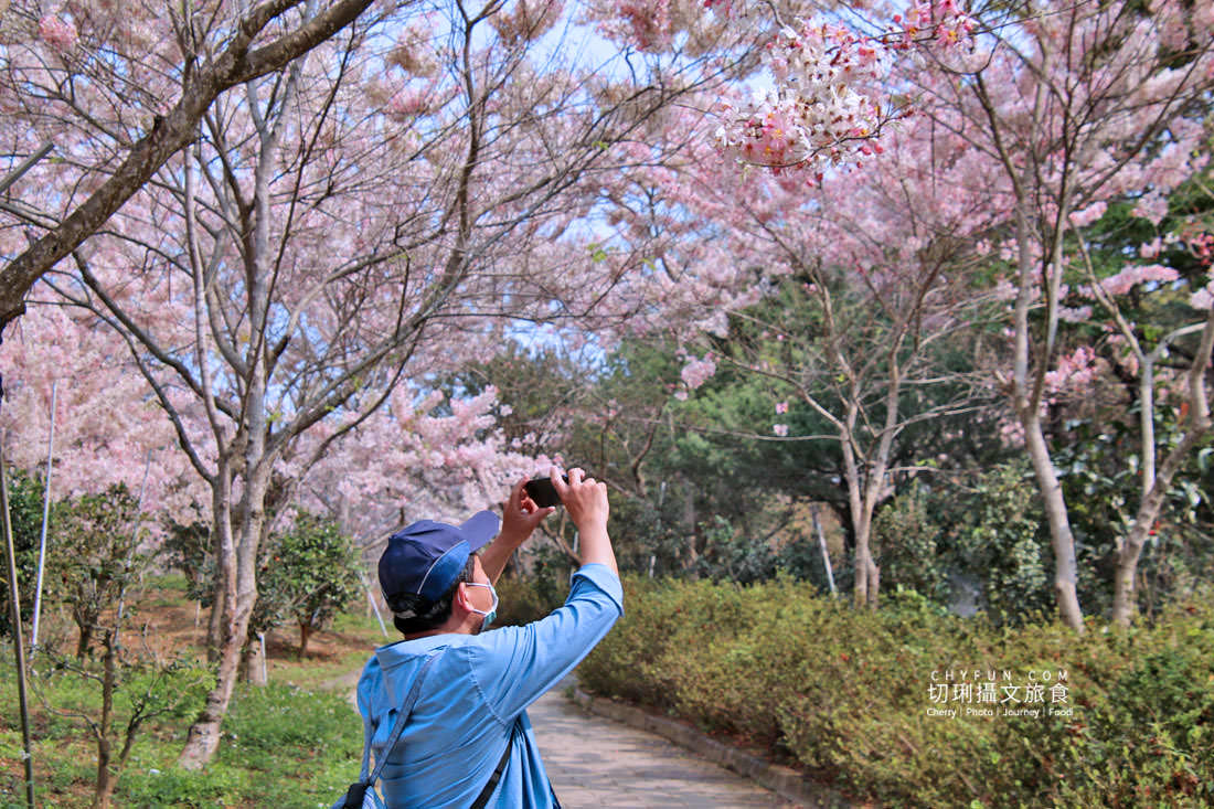 高雄｜六龜花旗木大爆發，神威天台山粉紅佈滿山同遊新威森林公園