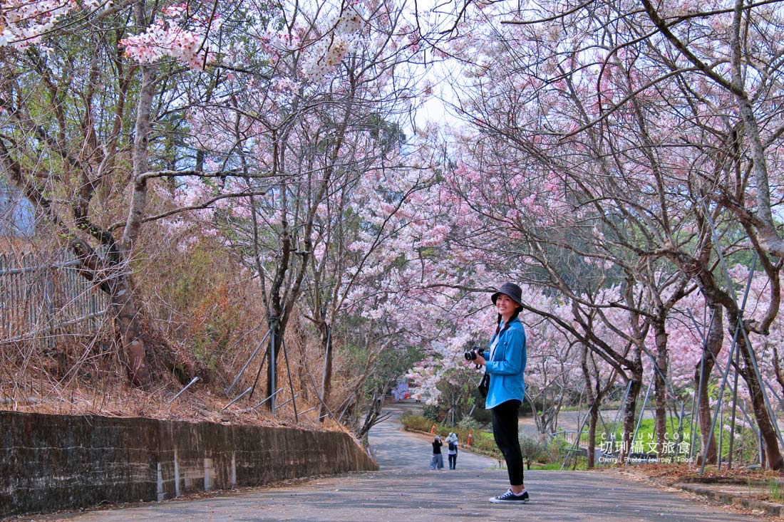 高雄｜六龜花旗木大爆發，神威天台山粉紅佈滿山同遊新威森林公園