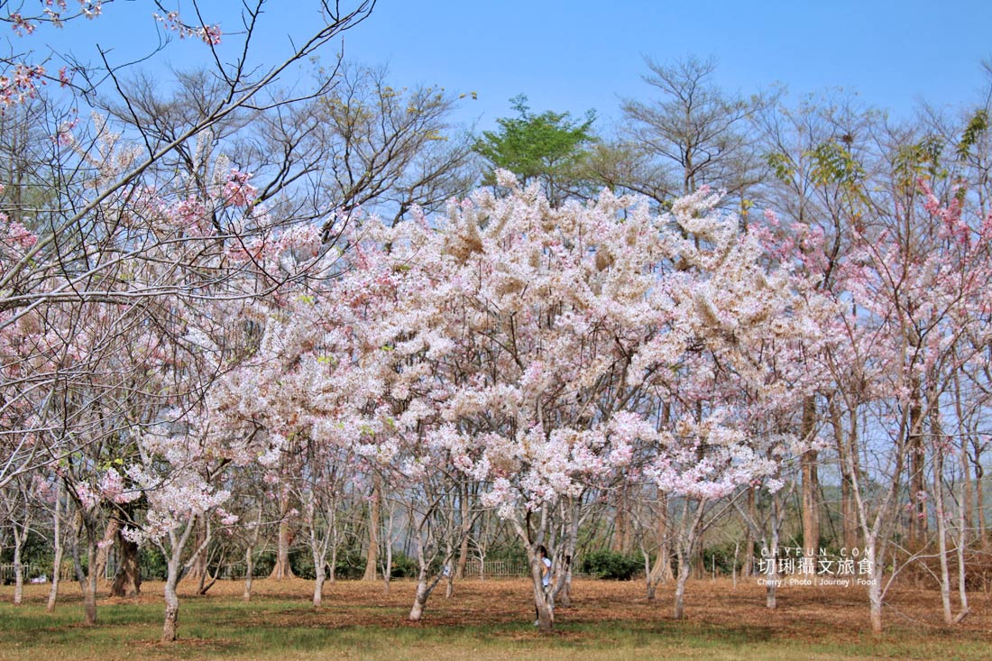 高雄｜六龜花旗木大爆發，神威天台山粉紅佈滿山同遊新威森林公園