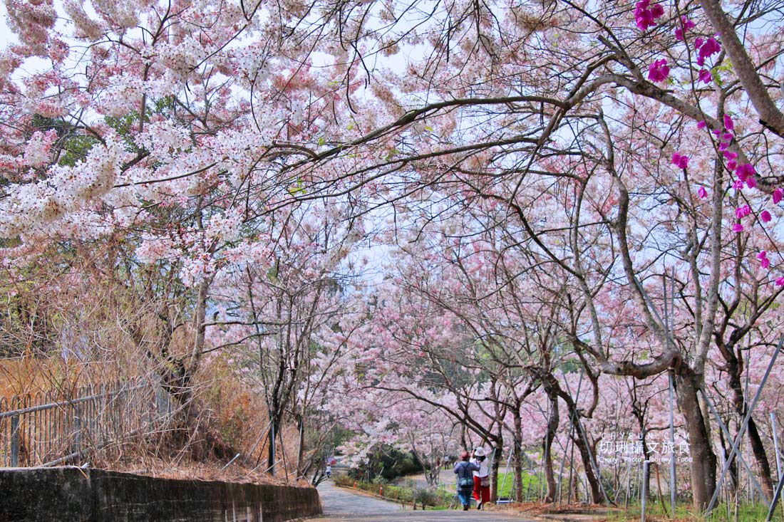 高雄｜六龜花旗木大爆發，神威天台山粉紅佈滿山同遊新威森林公園