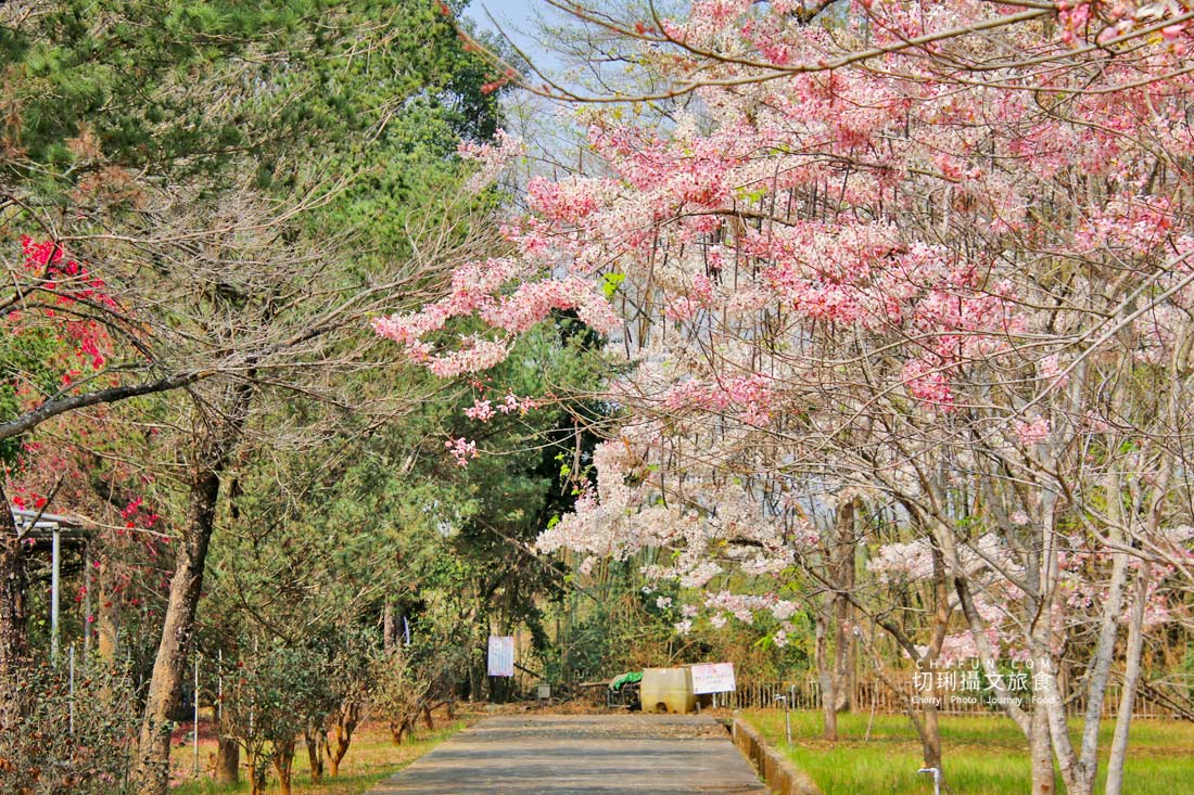 高雄｜六龜花旗木大爆發，神威天台山粉紅佈滿山同遊新威森林公園
