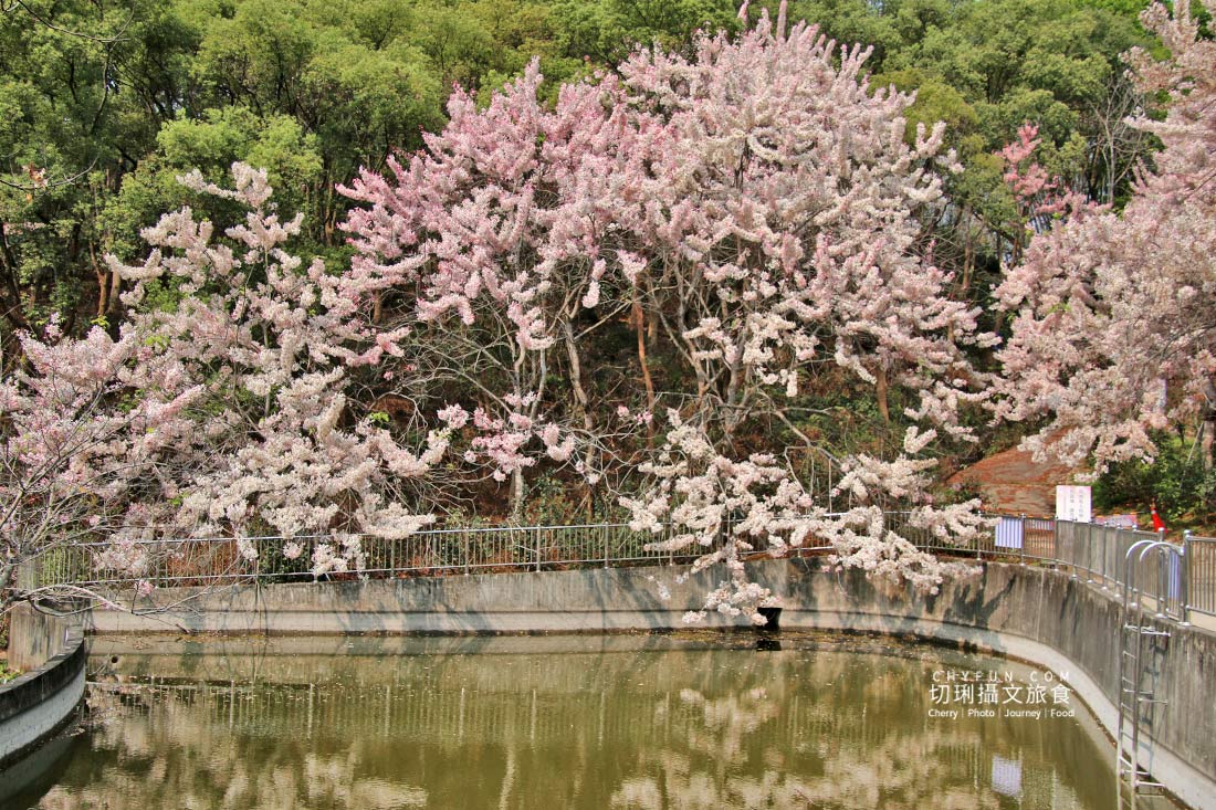 高雄｜六龜花旗木大爆發，神威天台山粉紅佈滿山同遊新威森林公園