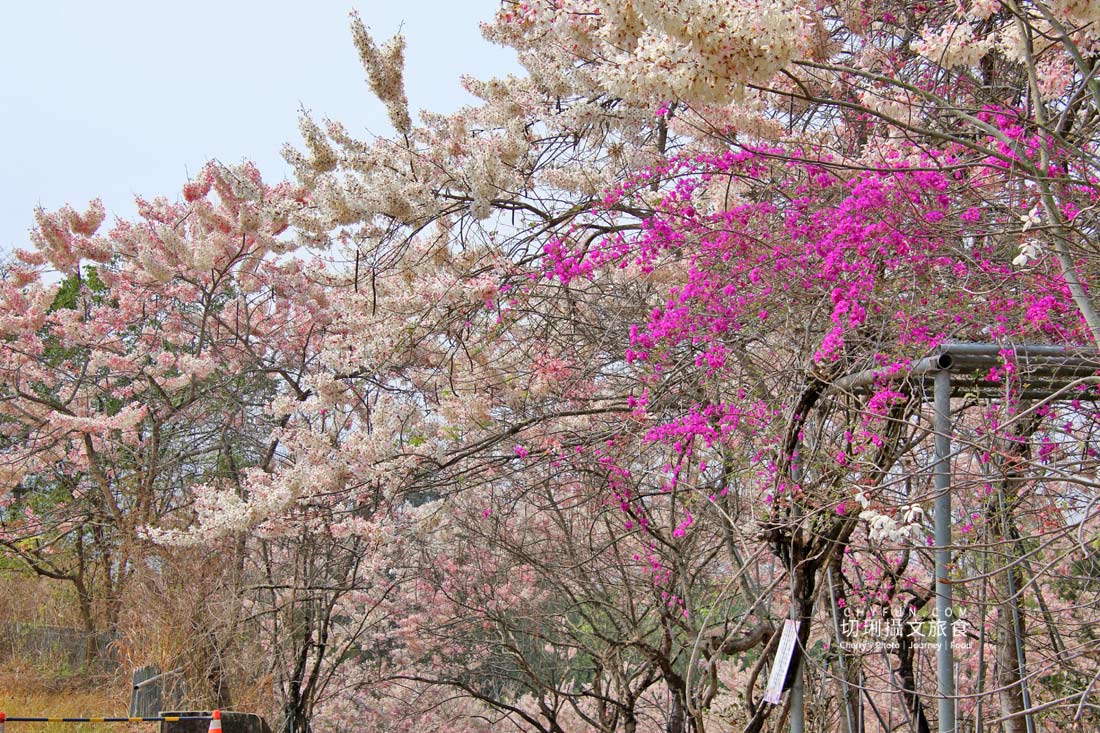 高雄｜六龜花旗木大爆發，神威天台山粉紅佈滿山同遊新威森林公園