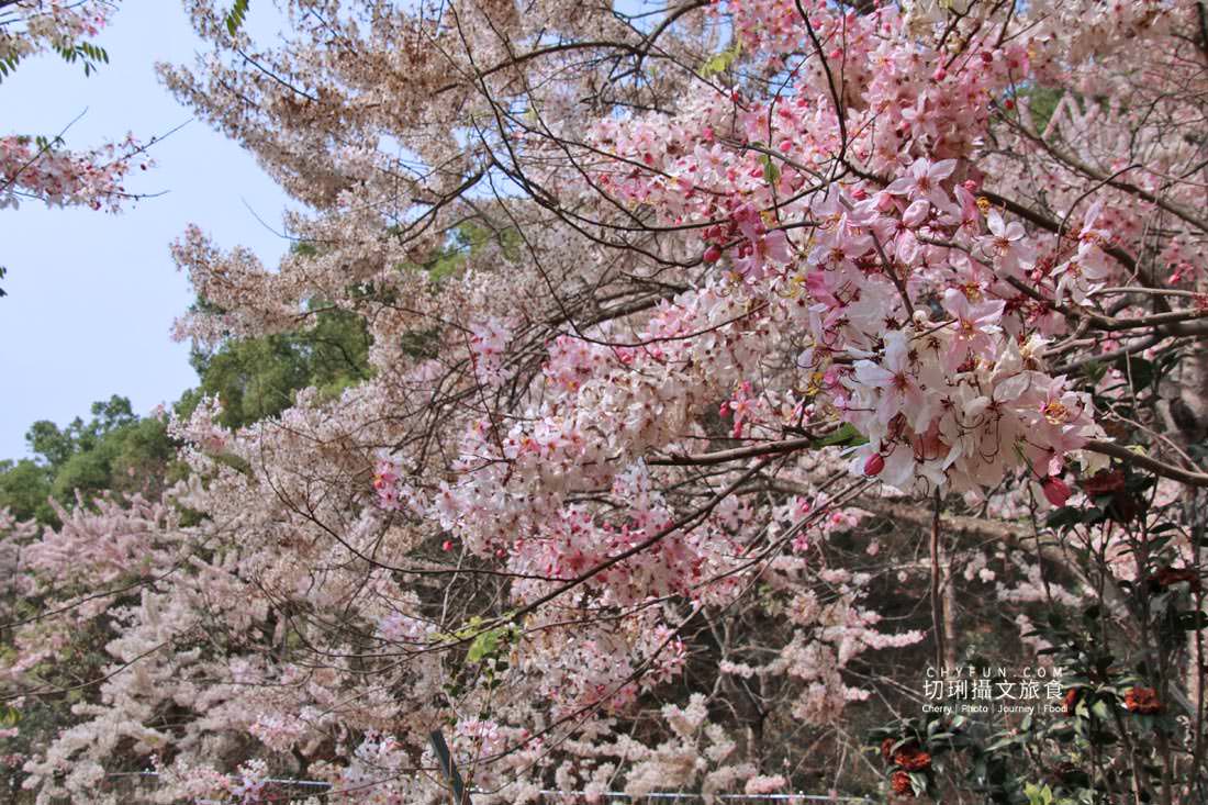 高雄｜六龜花旗木大爆發，神威天台山粉紅佈滿山同遊新威森林公園