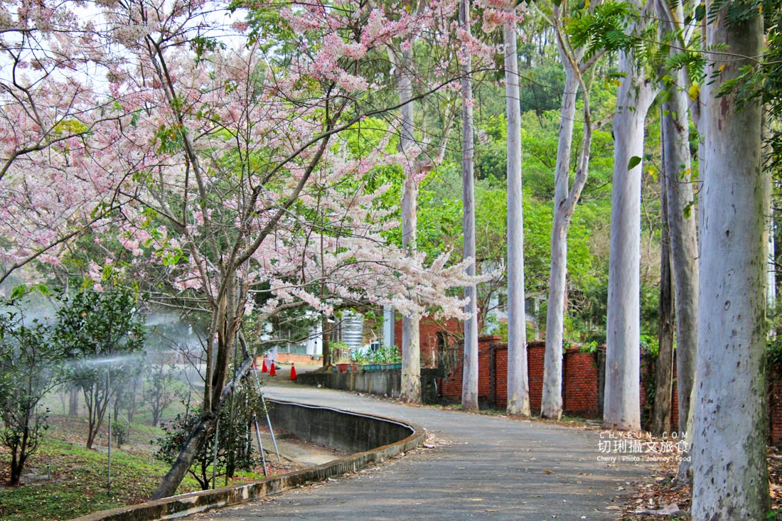 高雄｜六龜花旗木大爆發，神威天台山粉紅佈滿山同遊新威森林公園