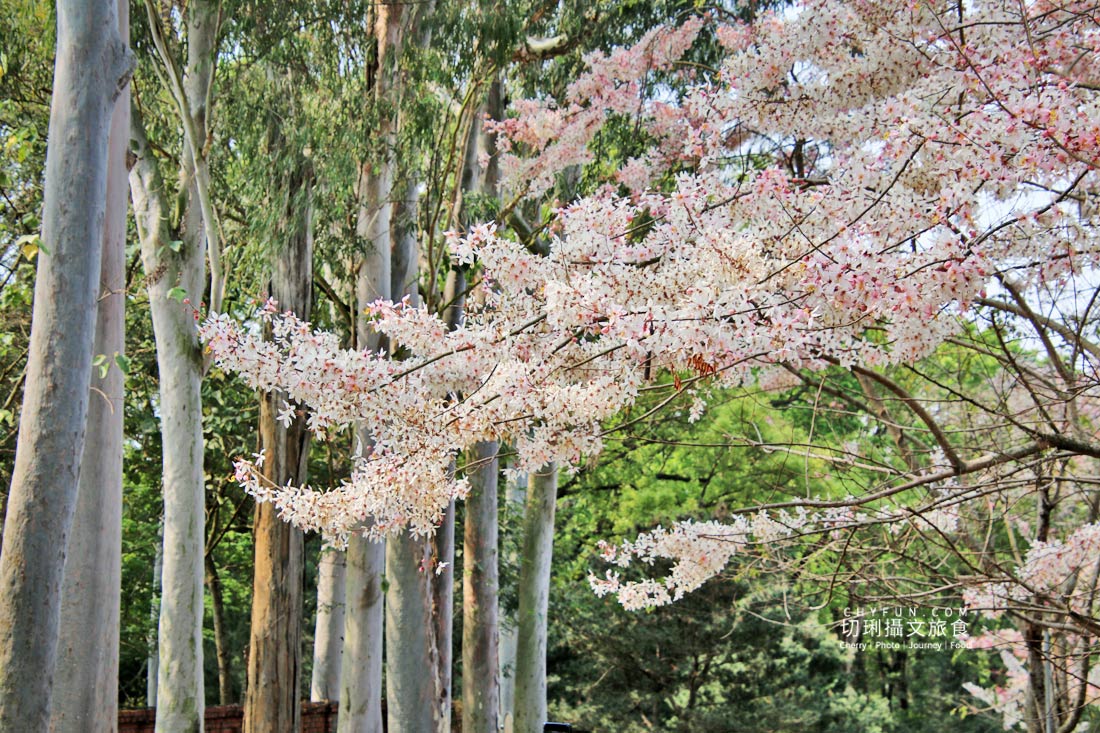 高雄｜六龜花旗木大爆發，神威天台山粉紅佈滿山同遊新威森林公園