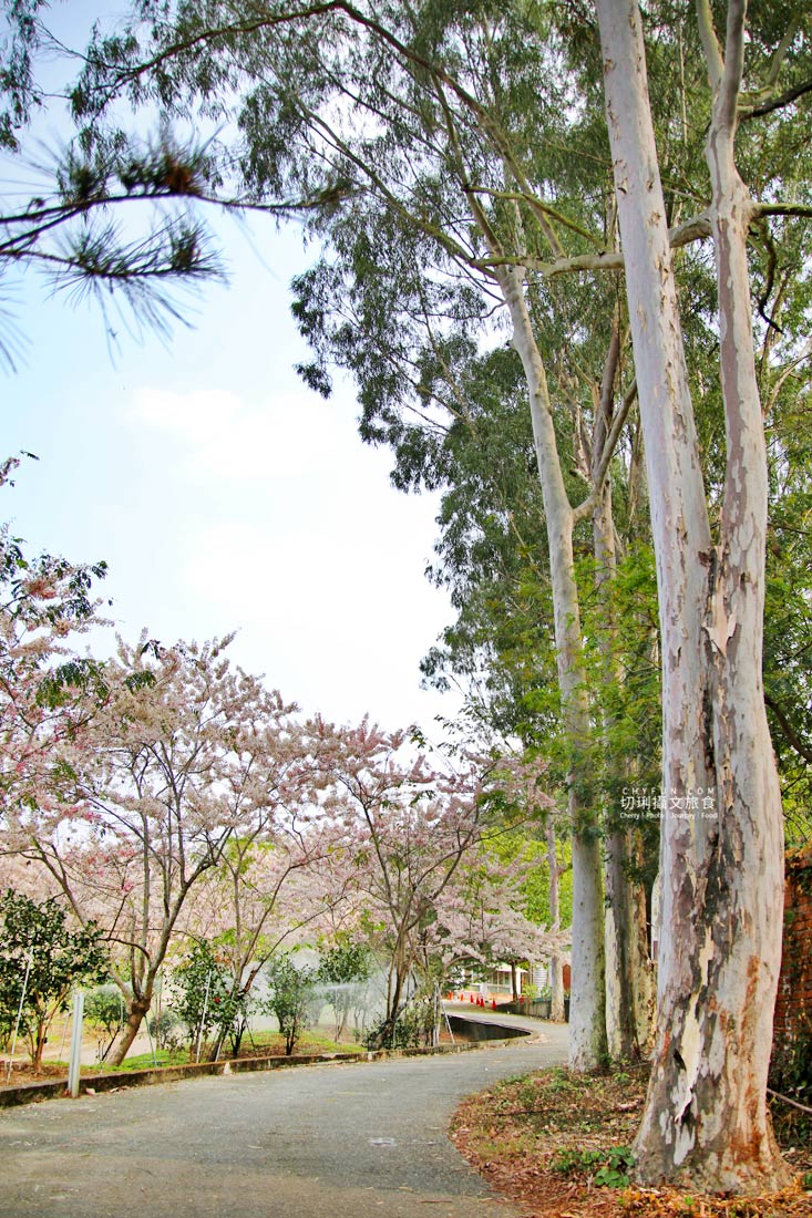 高雄｜六龜花旗木大爆發，神威天台山粉紅佈滿山同遊新威森林公園