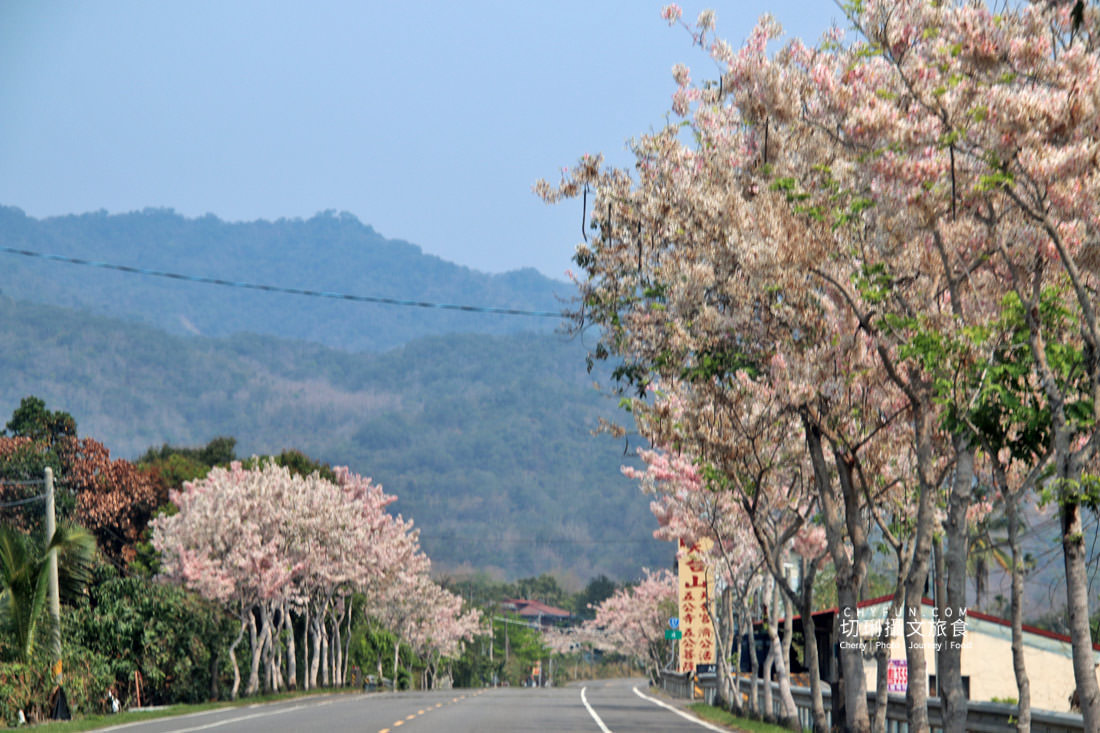 高雄｜六龜花旗木大爆發，神威天台山粉紅佈滿山同遊新威森林公園