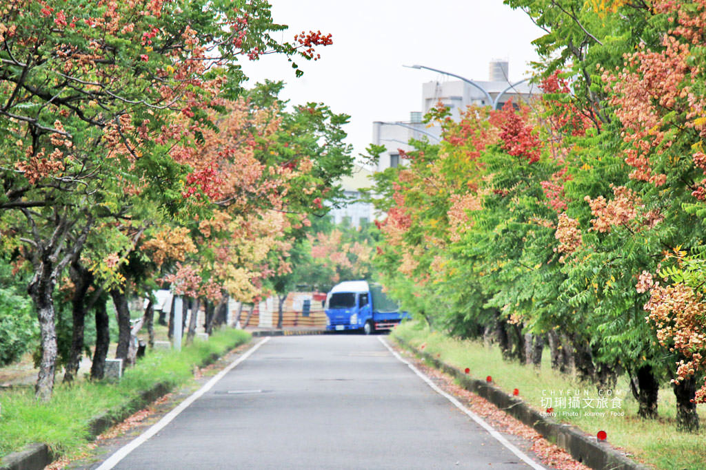 台南新營南紙社區台灣欒樹02