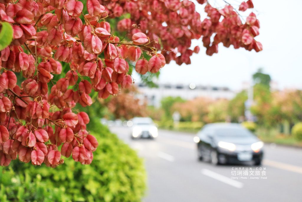 台南新營南紙社區台灣欒樹03