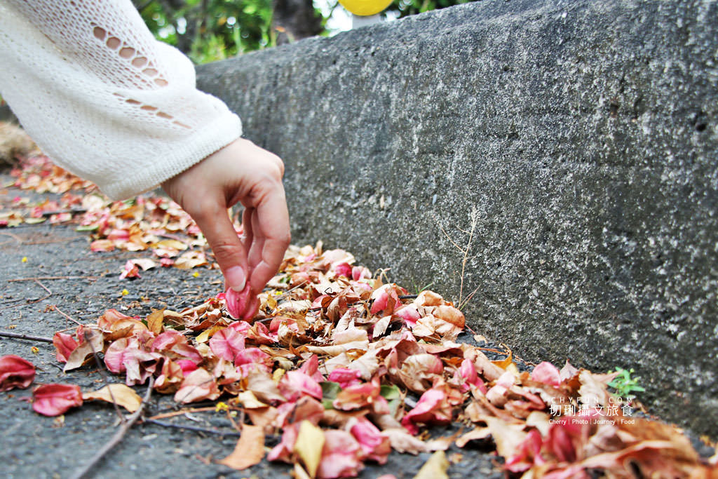 台南新營南紙社區台灣欒樹04