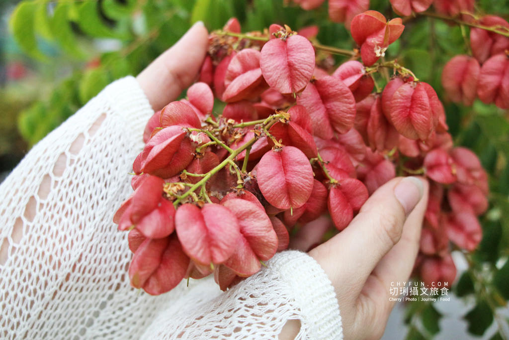 台南新營南紙社區台灣欒樹05