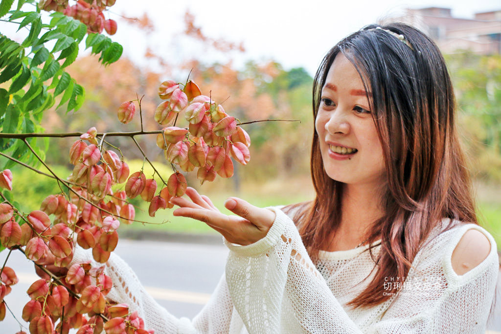 台南新營南紙社區台灣欒樹08