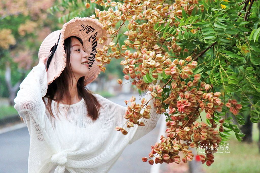 台南新營南紙社區台灣欒樹09