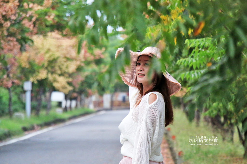 台南新營南紙社區台灣欒樹10