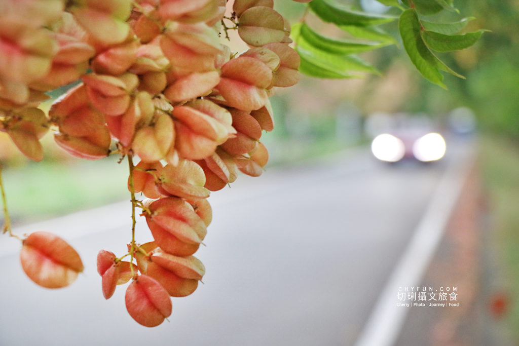 台南新營南紙社區台灣欒樹11