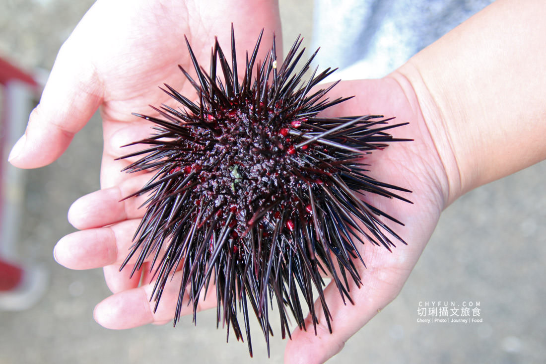 新北｜品味貢寮親山近海深度遊，走讀漁村遇見雞母嶺吃玩九孔鮮味