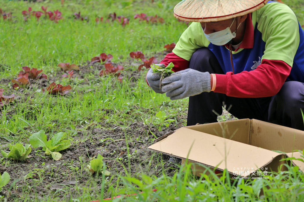 屏東旅遊六堆客家庄採菜體驗趣06