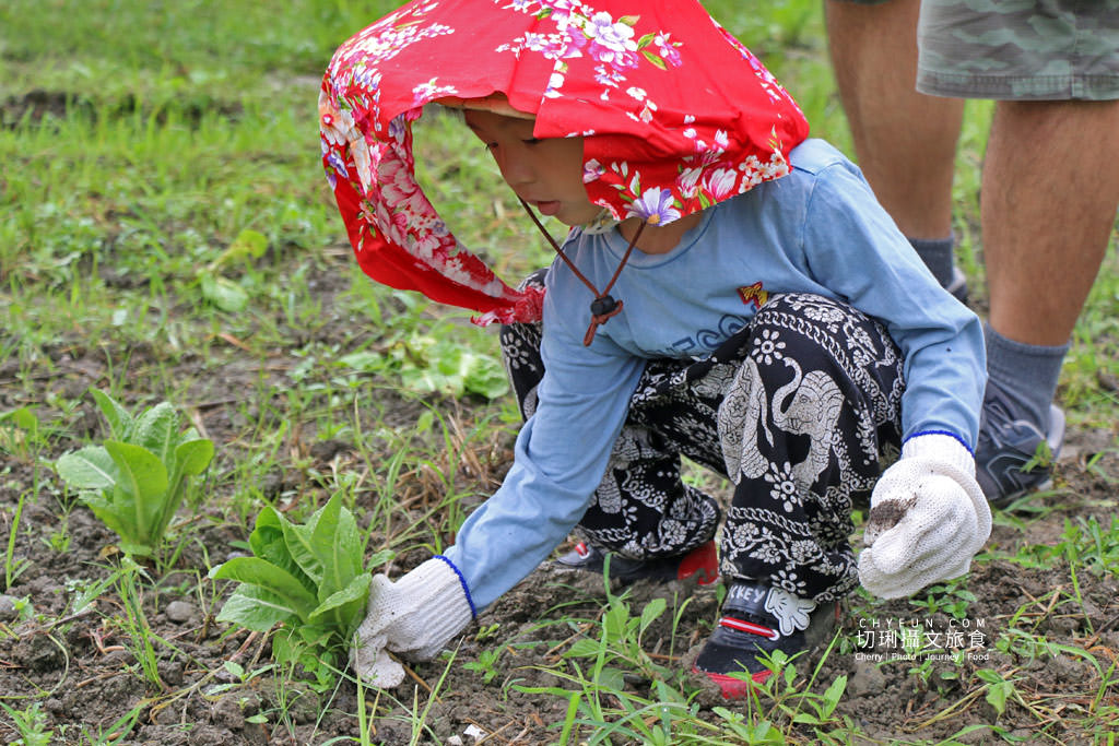 屏東旅遊六堆客家庄採菜體驗趣08