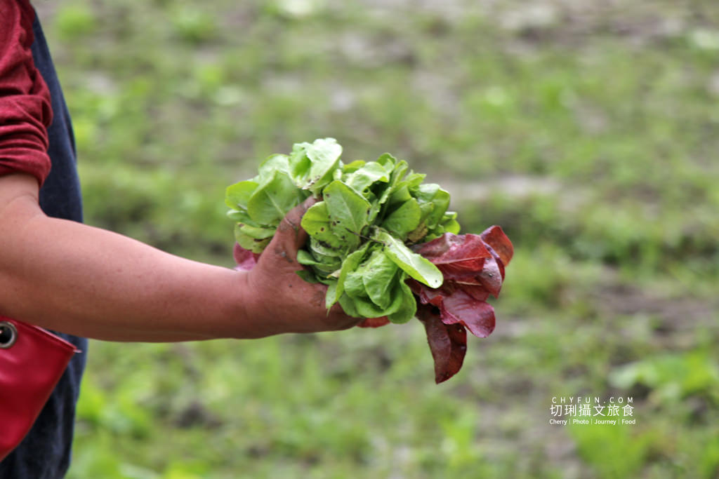 屏東旅遊六堆客家庄採菜體驗趣10