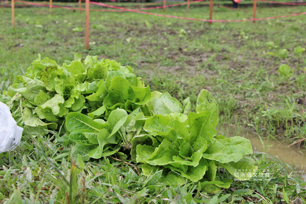 屏東旅遊六堆客家庄採菜體驗趣11