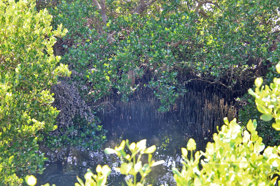 屏東|枋寮新龍社區漫遊漁村,從玩到吃體驗樂魚生活 - 第19張圖 屏東|枋寮新龍社區漫遊漁村,從玩到吃體驗樂魚生活