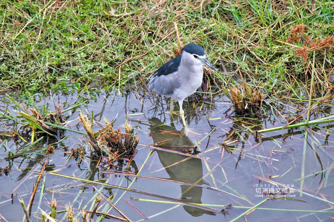 高雄｜左營舊城歷史廟宇一日遊，來去蓮池潭周遊吃美食聽秘境神話故事