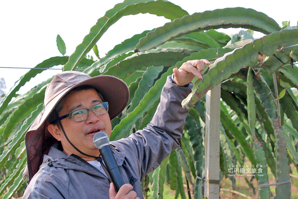 彰化｜妞妞紅龍果園玩樂搓果種果體驗趣，友善環境培育吃得安全有創意
