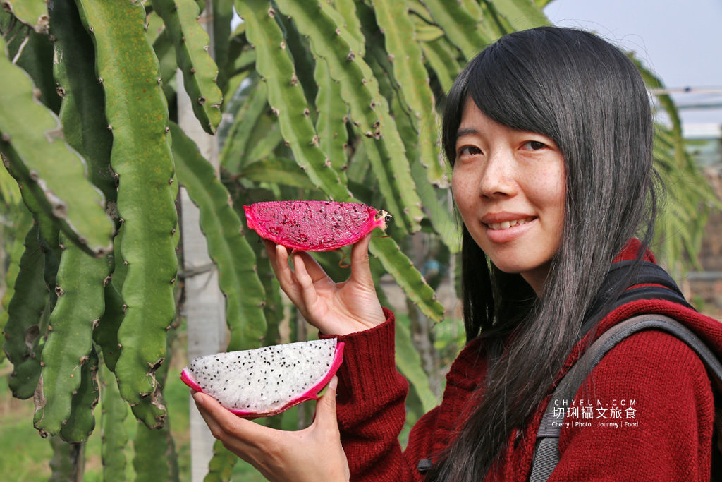 彰化｜妞妞紅龍果園玩樂搓果種果體驗趣，友善環境培育吃得安全有創意