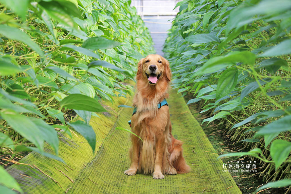 彰化｜10條彰化農村遊程路線15個好玩有趣點，一二三日遊體驗導覽任你行