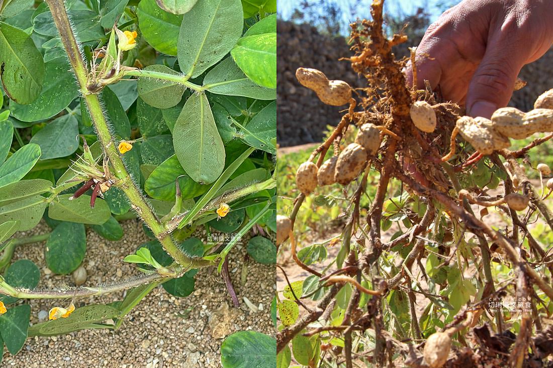 澎湖｜南寮特色牛屎餅炒花生，農村牛糞燃起創意點心送人有意思
