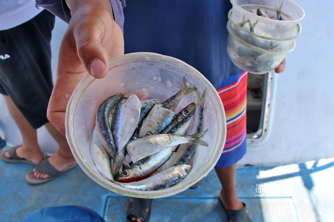 澎湖｜東海一日遊島嶼巡航玩水上活動吃痛風餐，晶翔號2022最新遊程玩起來