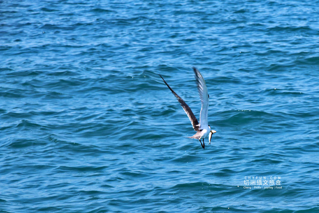 澎湖｜東海一日遊島嶼巡航玩水上活動吃痛風餐，晶翔號2022最新遊程玩起來