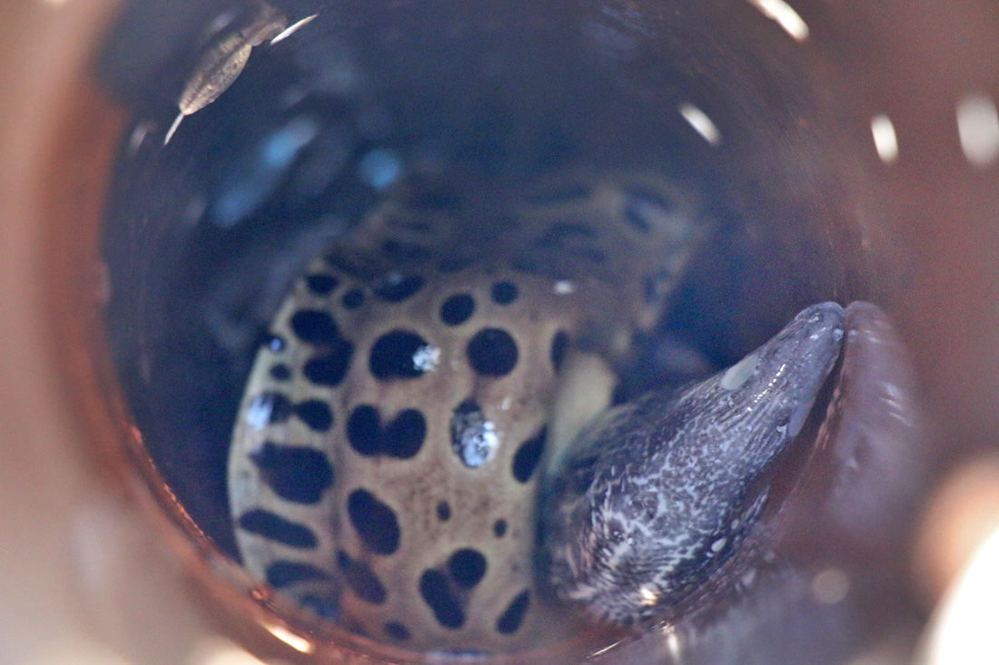 澎湖｜東海一日遊島嶼巡航玩水上活動吃痛風餐，晶翔號2022最新遊程玩起來