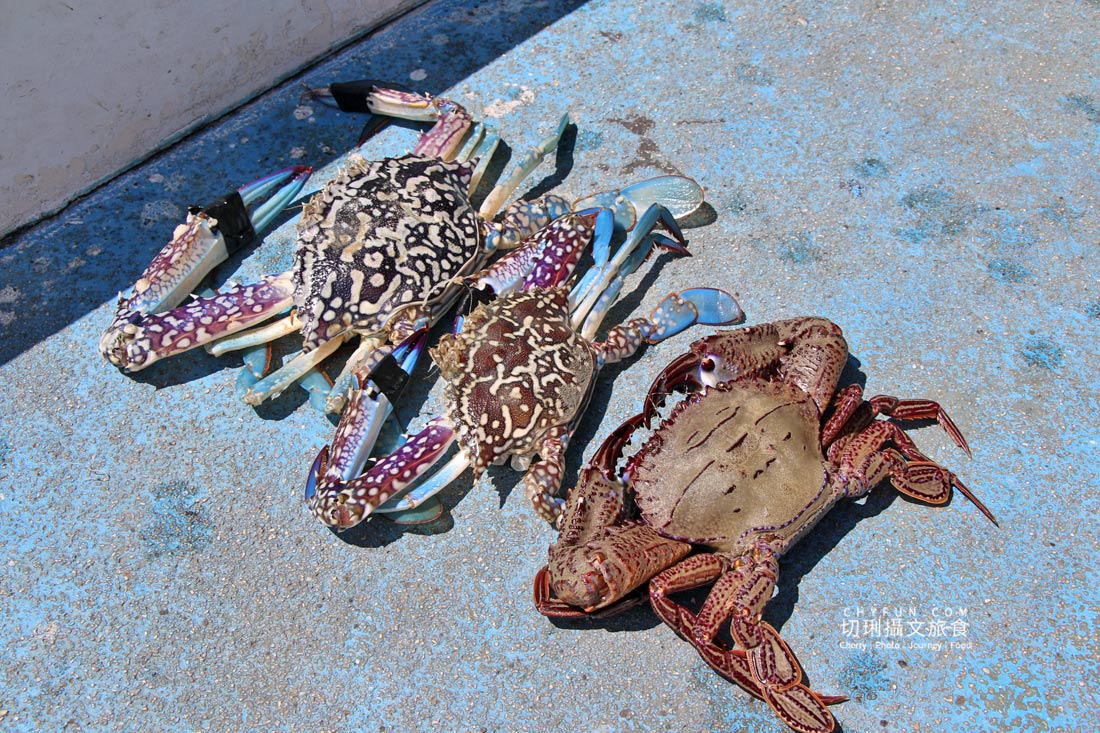 澎湖｜東海一日遊島嶼巡航玩水上活動吃痛風餐，晶翔號2022最新遊程玩起來
