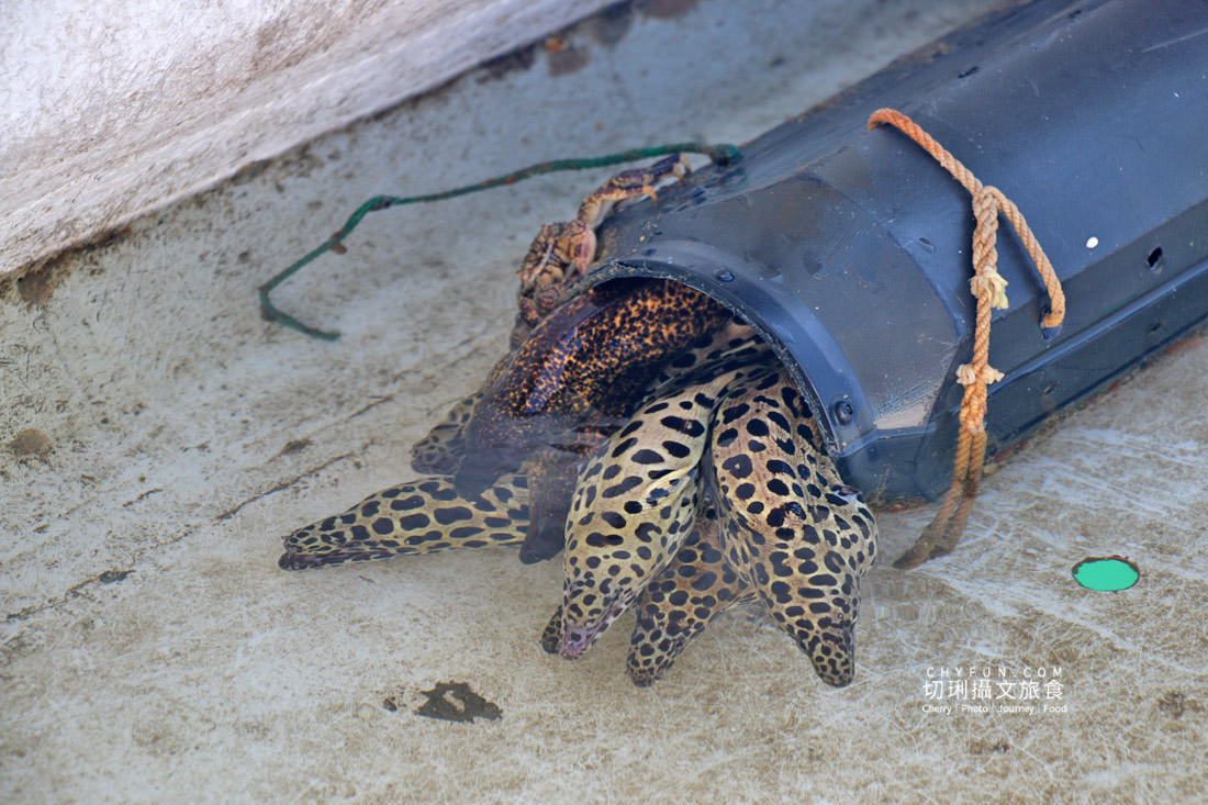 澎湖｜東海一日遊島嶼巡航玩水上活動吃痛風餐，晶翔號2022最新遊程玩起來
