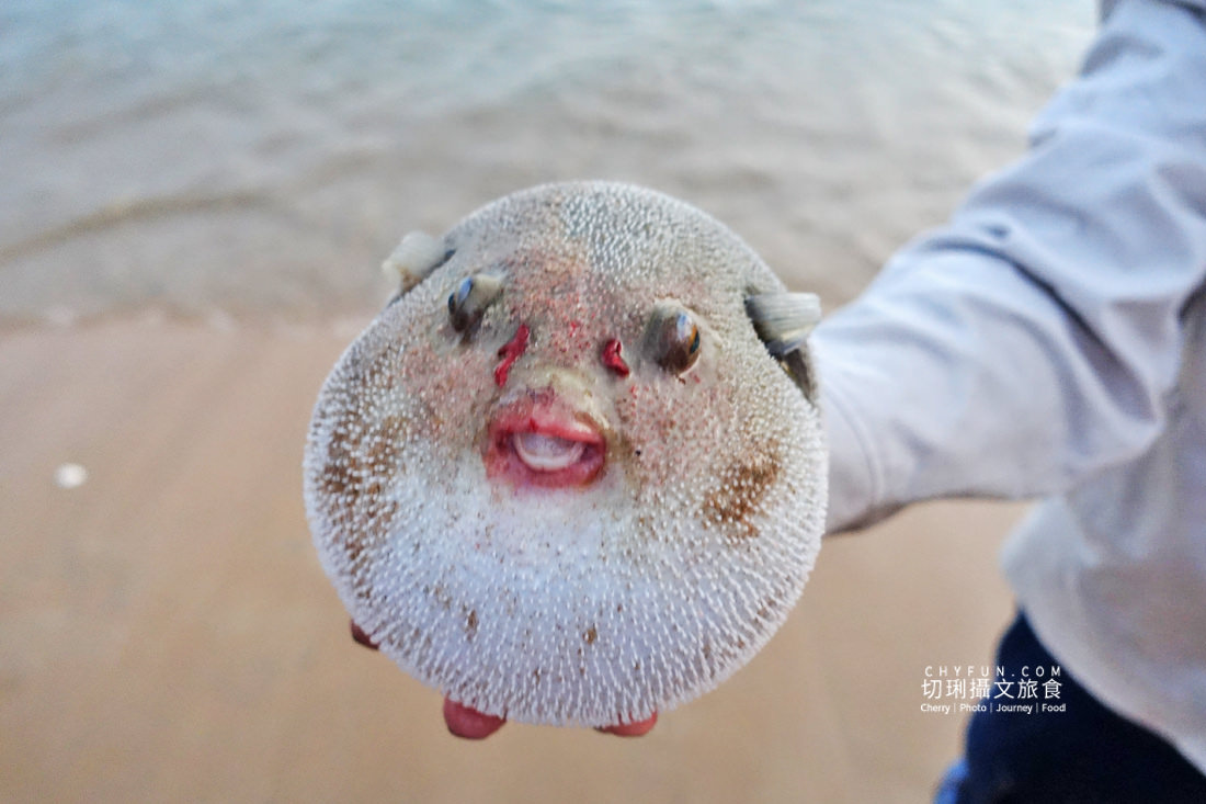 澎湖｜牽罟趣體驗在林投沙灘，同心協力靠腰捕魚快來當半日漁夫
